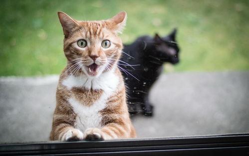 娱乐吃瓜猫咪视频大全下载,萌宠欢乐时光集锦