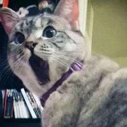 娱乐吃瓜君猫,揭秘娱乐圈那些不为人知的幕后故事