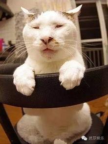 娱乐吃瓜君猫,揭秘娱乐圈那些不为人知的幕后故事
