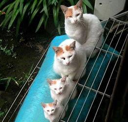娱乐吃瓜君猫带体检,揭秘明星宠物健康生活