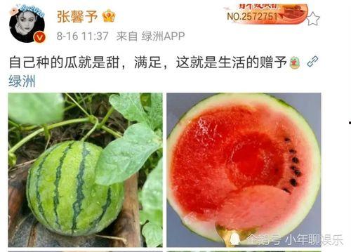 可以吃娱乐圈瓜吗,揭秘明星幕后故事