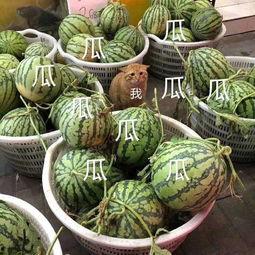 娱乐都是吃瓜,瓜田里的欢乐与秘密