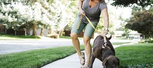 娱乐吃瓜酱遛狗,揭秘明星宠物日常