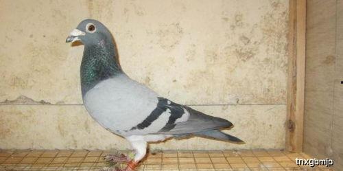 娱乐吃瓜君鸽子,揭秘娱乐圈背后的那些事儿