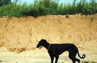 娱乐吃瓜酱细狗,娱乐吃瓜酱带你领略娱乐圈的酸甜苦辣