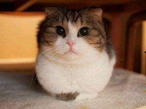 娱乐吃瓜猫咪视频大全下载,萌宠欢乐时光集锦