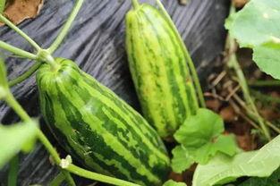 娱乐吃瓜场地是什么意思,探寻明星幕后故事的热门聚集地