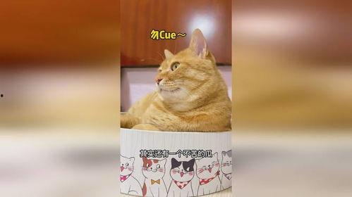 娱乐猫吃瓜,揭秘娱乐圈那些不为人知的幕后故事