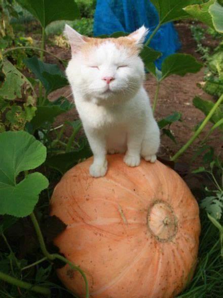 娱乐猫吃瓜,揭秘娱乐圈那些不为人知的幕后故事