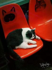 娱乐猫吃瓜,揭秘娱乐圈那些不为人知的幕后故事